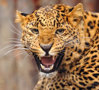 Leopard clipart