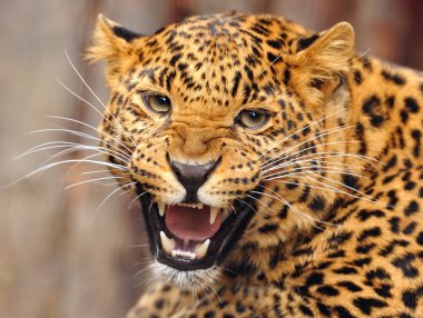 leopar