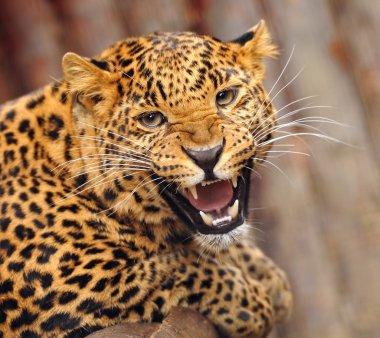 leopar