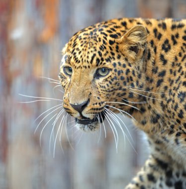 leopar