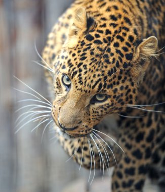 leopar