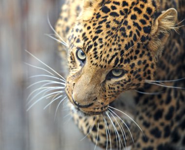 leopar