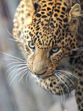 leopar