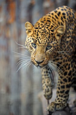 leopar