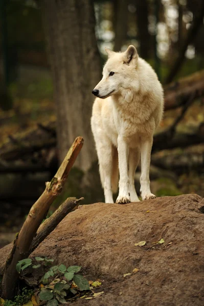 Arktischer Wolf — Stockfoto