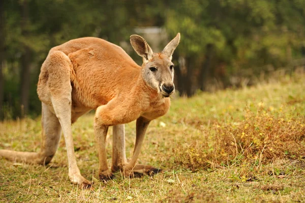 Kanguru. — Stok Foto