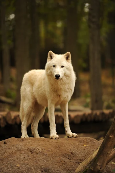 Lobo ártico — Foto de Stock