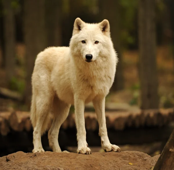 Lobo ártico — Foto de Stock