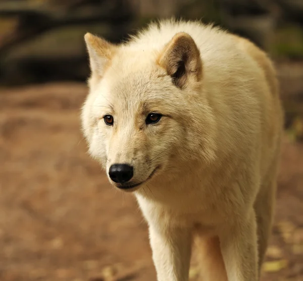 Arctic Wolf — Stock Photo, Image