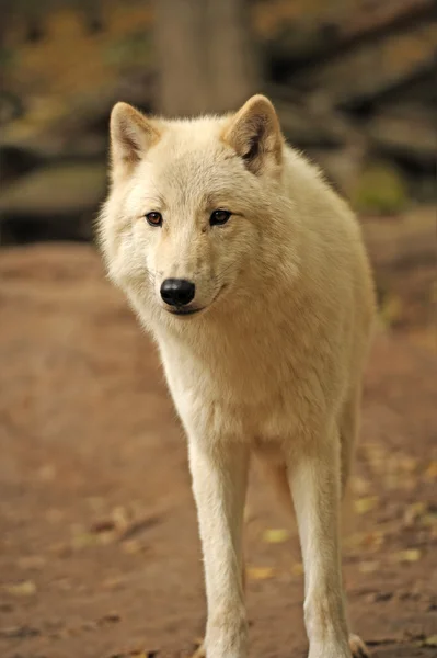 Αρκτική λύκος — Φωτογραφία Αρχείου