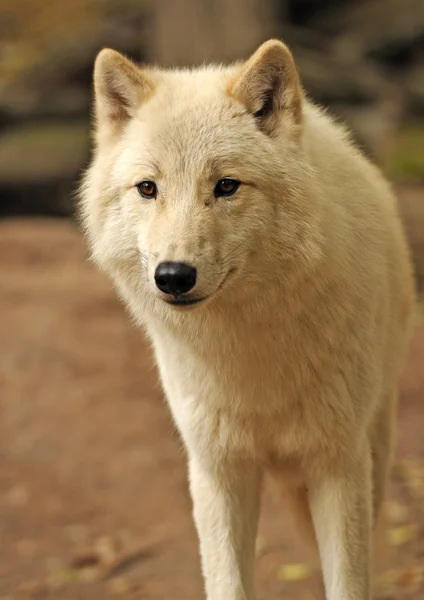 Arktisk ulv – stockfoto