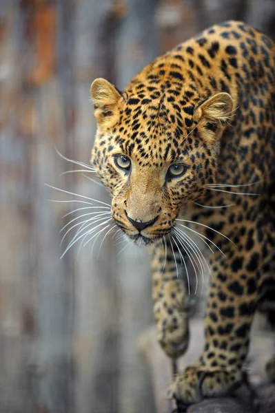 leopar