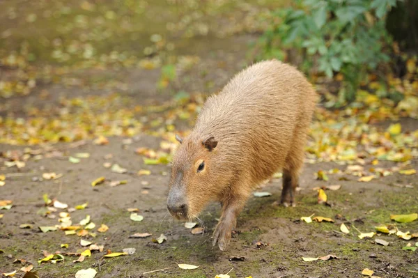 Kapibara — Stockfoto