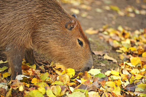 Kapibara. — Foto de Stock