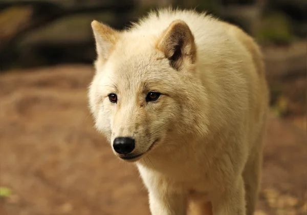 Arctic wolf Stockbild
