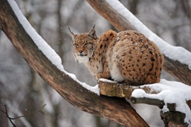 Kışın güzel vahşi lynx