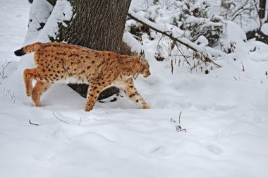 Kışın güzel vahşi lynx