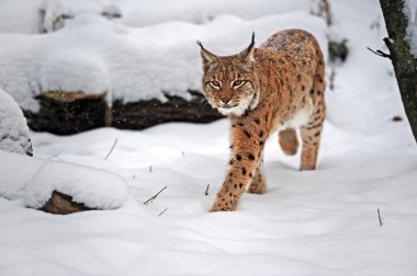 Kışın güzel vahşi lynx