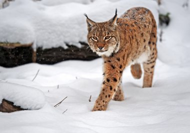 Lynx in winter clipart