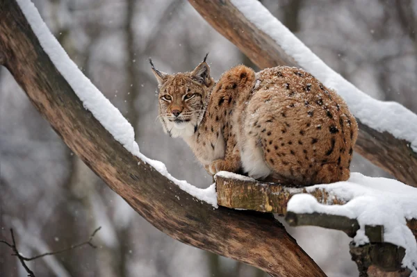 Krásné divoké lynx v zimě — Stock fotografie