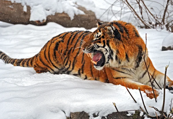 Tigers in winter — Stock Photo, Image