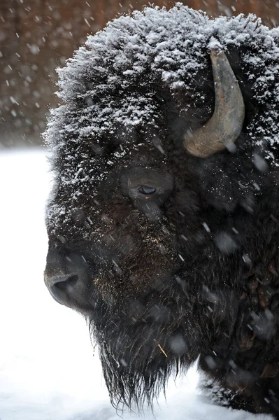 Bison på vintern — Stockfoto