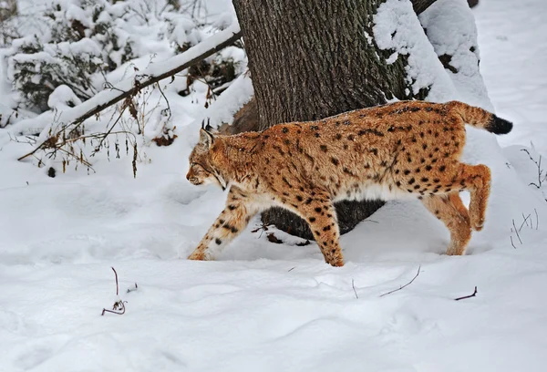 Luchs im Winter — Stockfoto