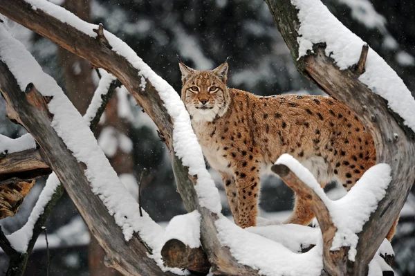 Lynx no inverno — Fotografia de Stock