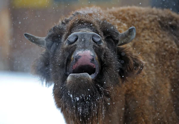 Bison v zimě — Stock fotografie