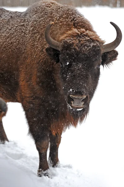 Bison το χειμώνα — Φωτογραφία Αρχείου