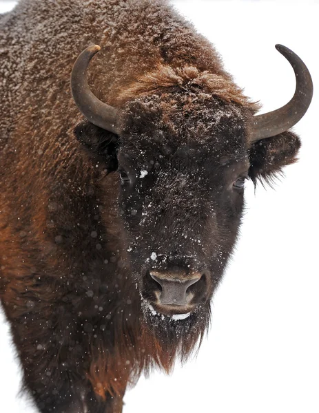 Bison το χειμώνα — Φωτογραφία Αρχείου