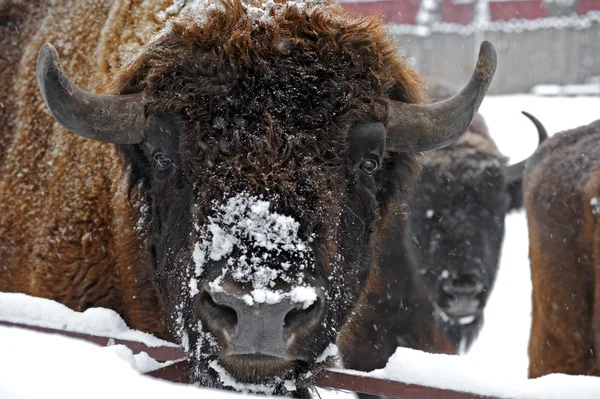 在冬天的野牛 — 图库照片