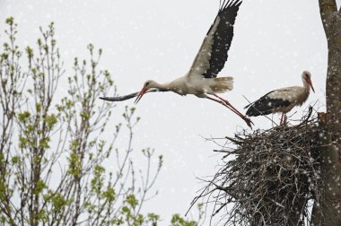 Two white storks clipart