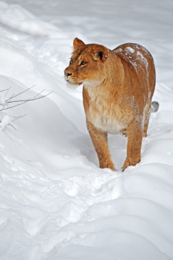 Kışın dişi aslan