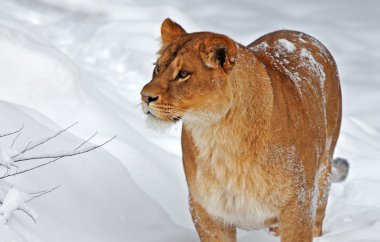 Kışın dişi aslan