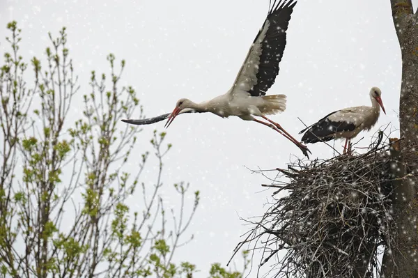 Two white storks — Stock Photo, Image