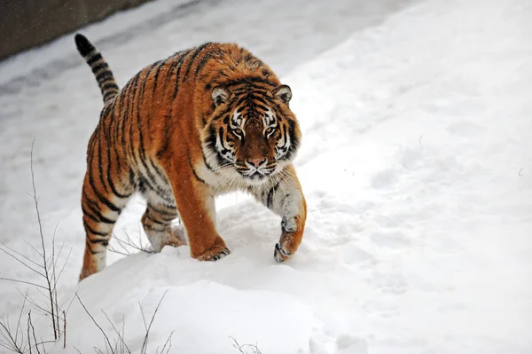 Tiger im Winter — Stockfoto