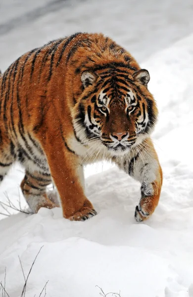 Tiger im Winter — Stockfoto