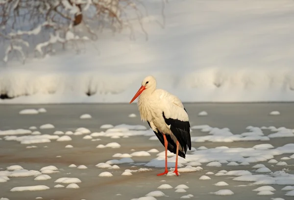 冬のコウノトリ — ストック写真
