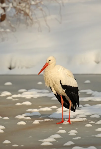 Stork in winter — Stock Photo, Image