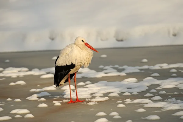 冬のコウノトリ — ストック写真