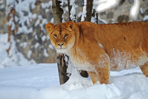 stock image Lioness in winter