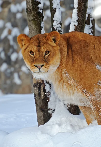 stock image Lioness in winter