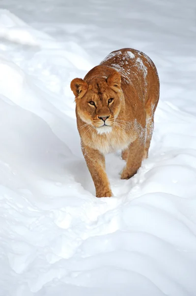 stock image Lioness in winter