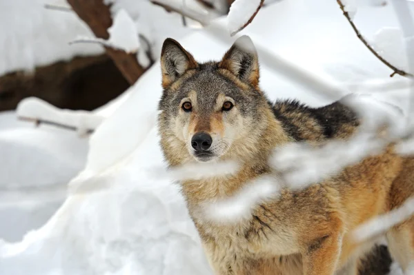 Lobo en invierno — Foto de Stock