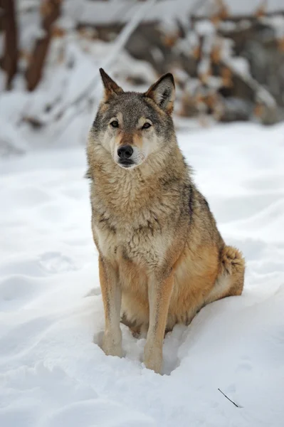 겨울 늑대 — 스톡 사진