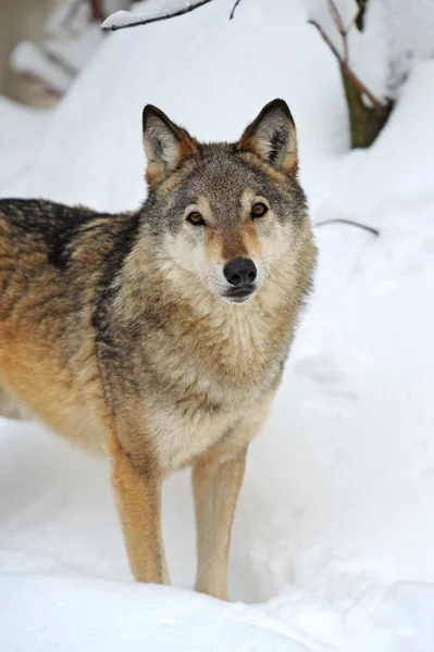 Vlk v zimě — Stock fotografie
