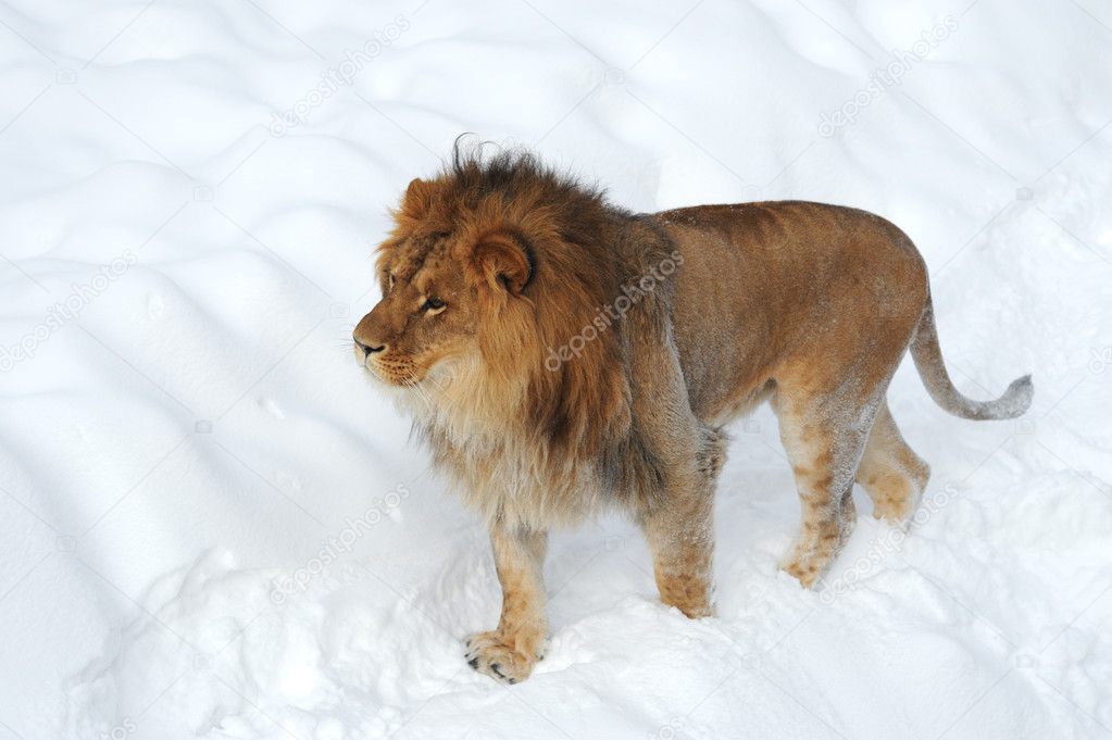 Lioness in winter