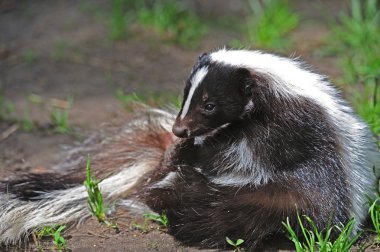 Striped Skunk in marsh clipart