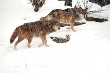 güzel vahşi gri kışın wolfs